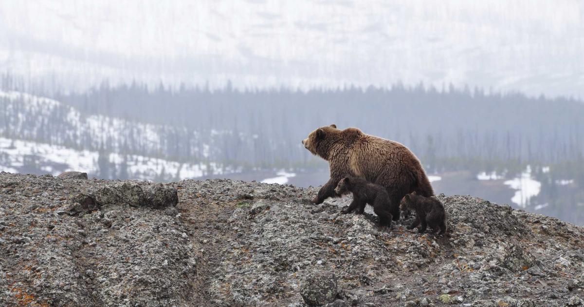 DROPIDEA | دروب ايديا - Cryptocurrencies: opportunities and risks