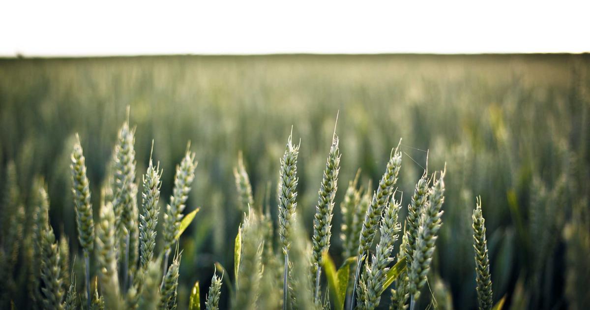 DROPIDEA | دروب ايديا - Everything you need to know about the Yearn Finance platform and how to profit from it