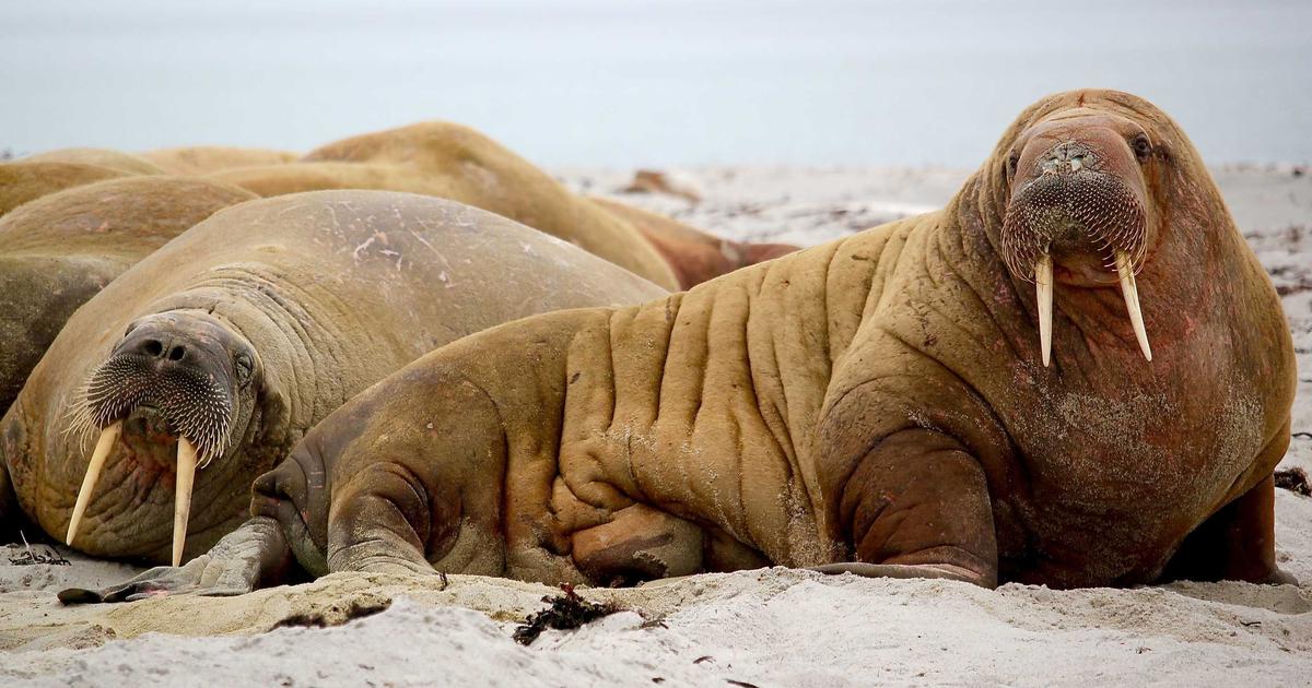 DROPIDEA | دروب ايديا - What is Bitgert currency and how do you make a return from it through staking?