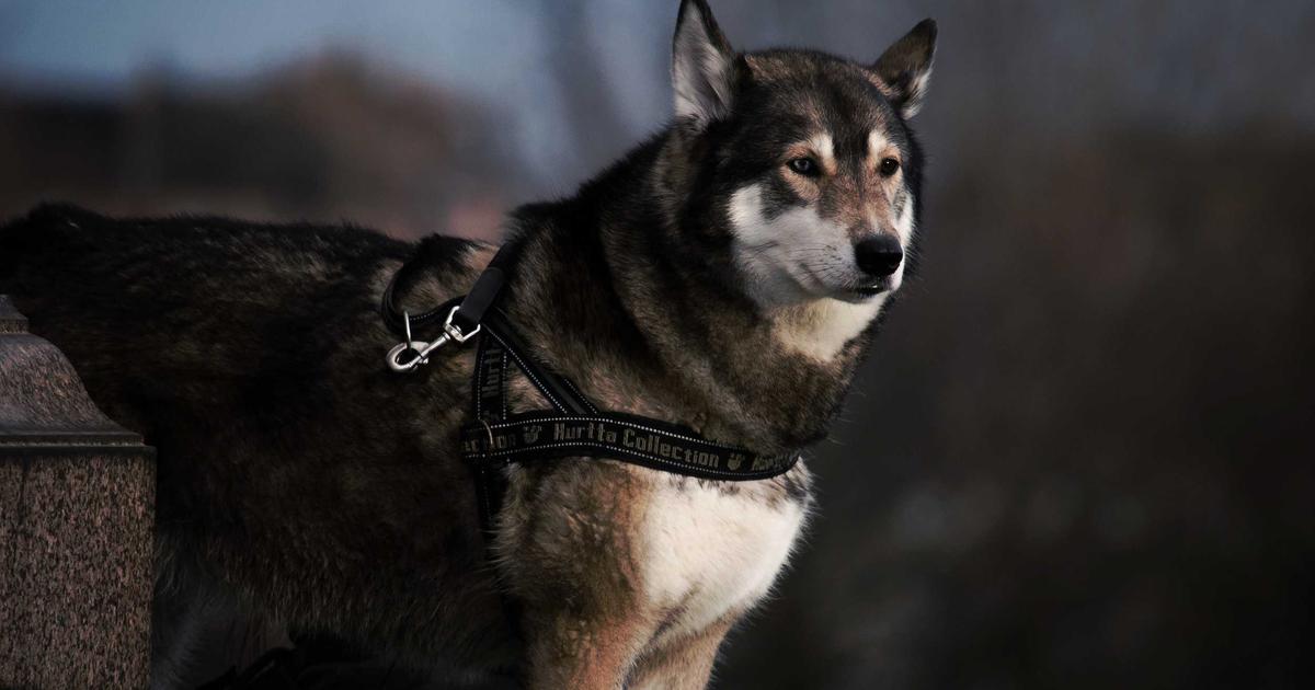 DROPIDEA | دروب ايديا - A new website is changing online car trading in the UAE