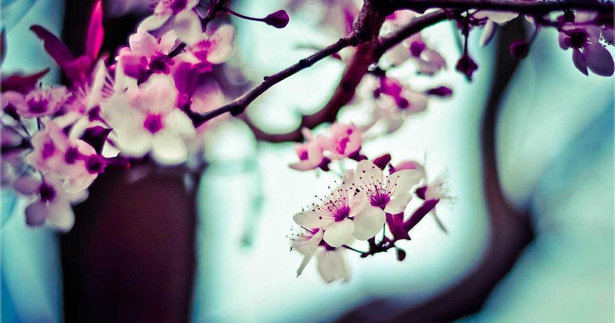 DROPIDEA | دروب ايديا - Explanation of the four trading strategies for KuCoin bots