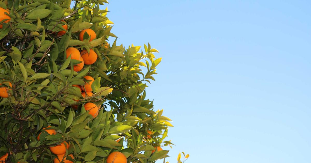 dropidea 14909 1773489337536 دروب أيديــا | DROPIDEA